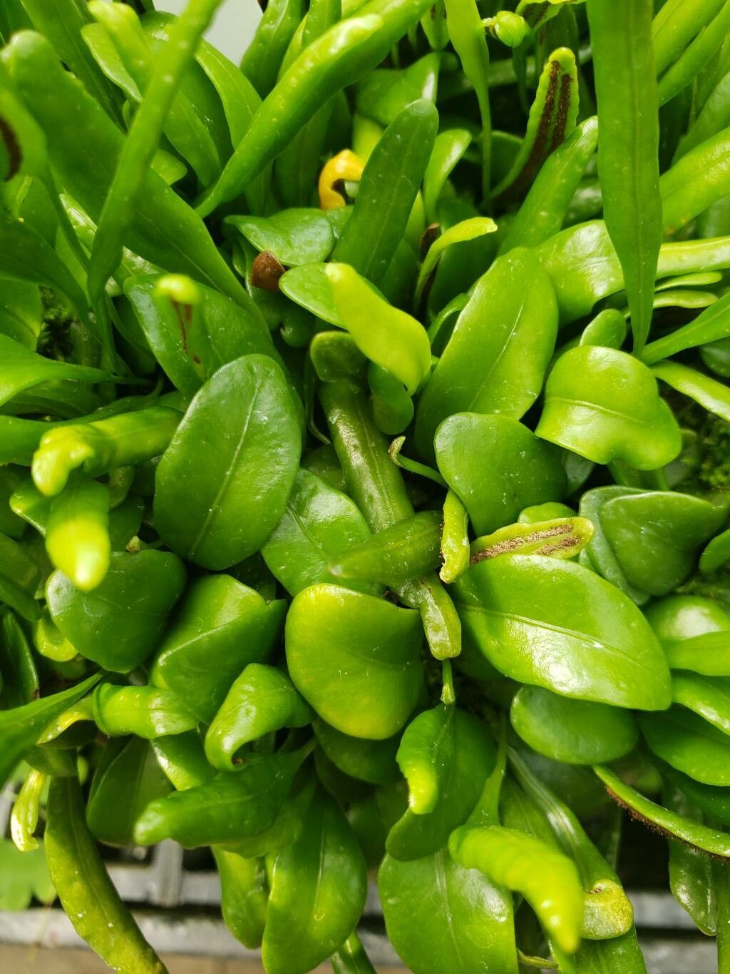 Lepisorus microphyllus — search result for 'Lepisorus'