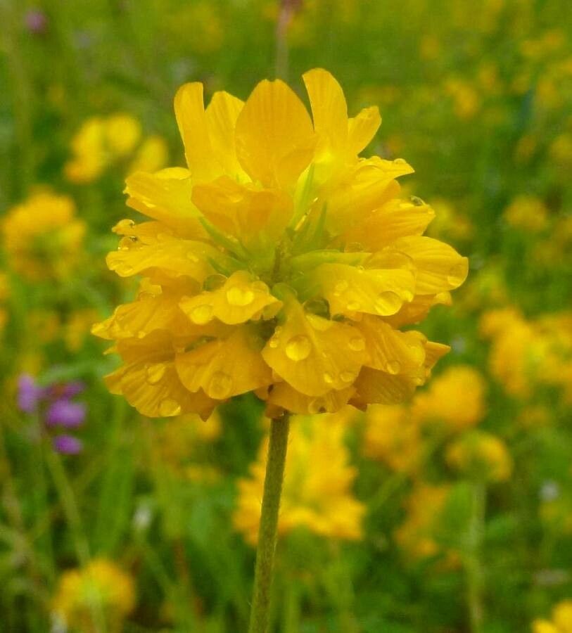 Trifolium velenovskyi flower