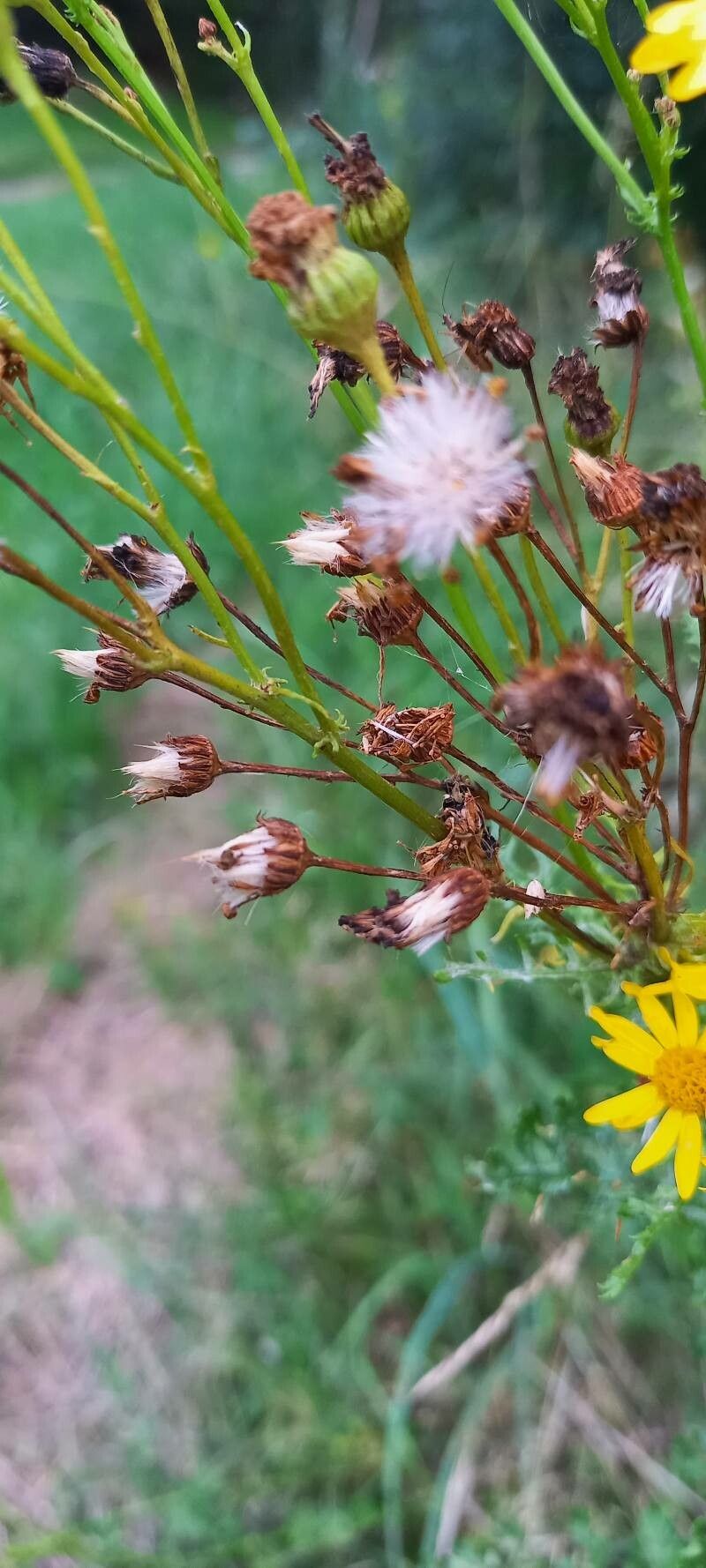 Jacobaea erucifolia fruit