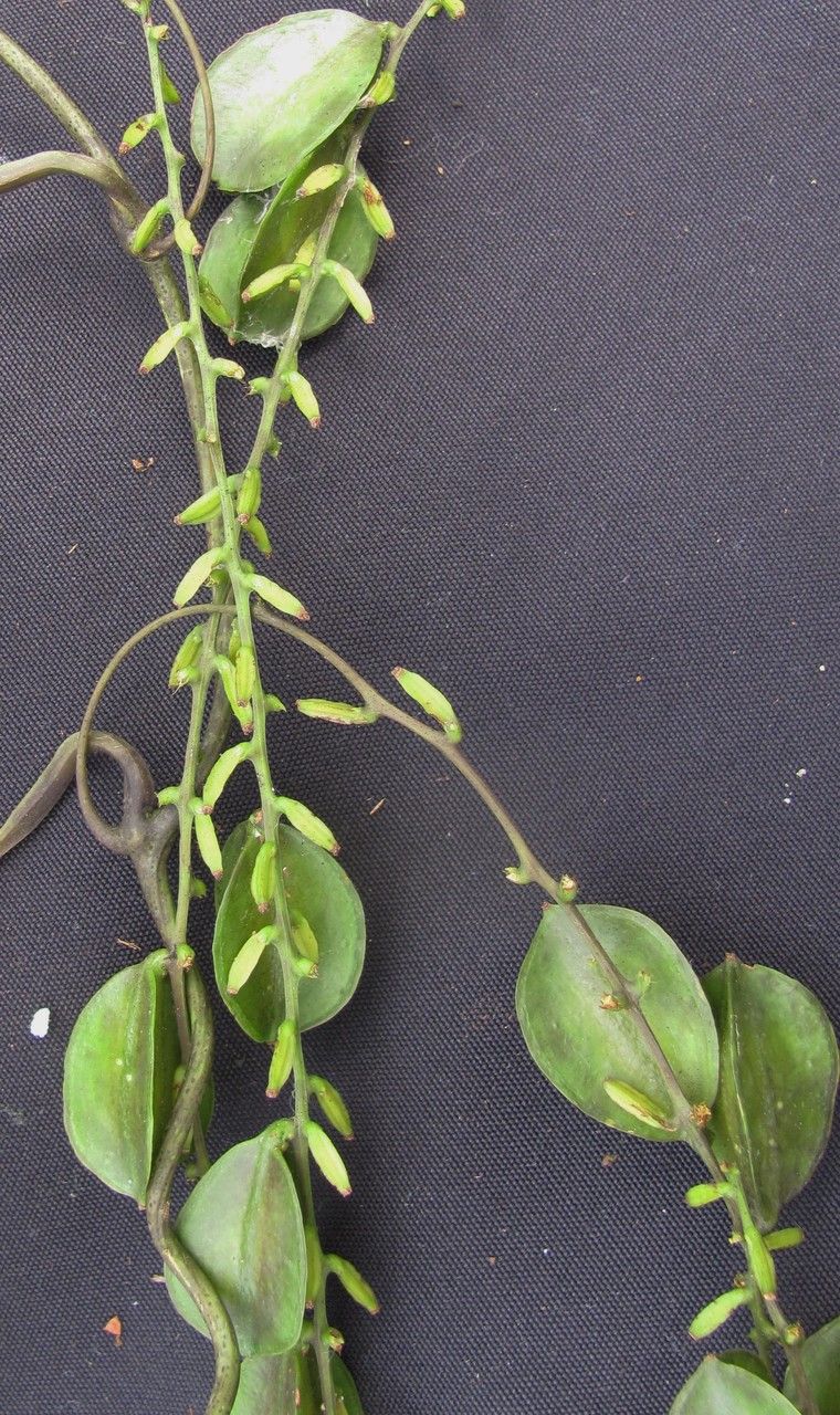 Dioscorea polygonoides other