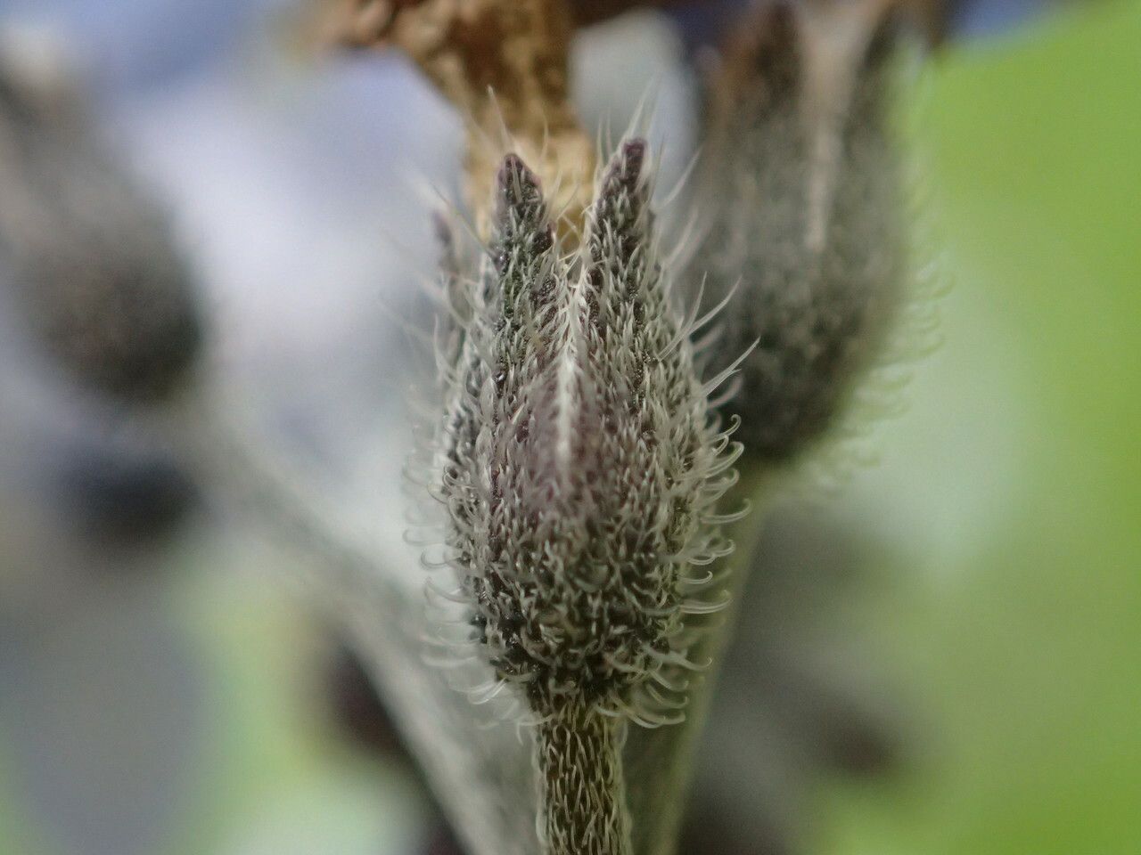 Myosotis decumbens fruit