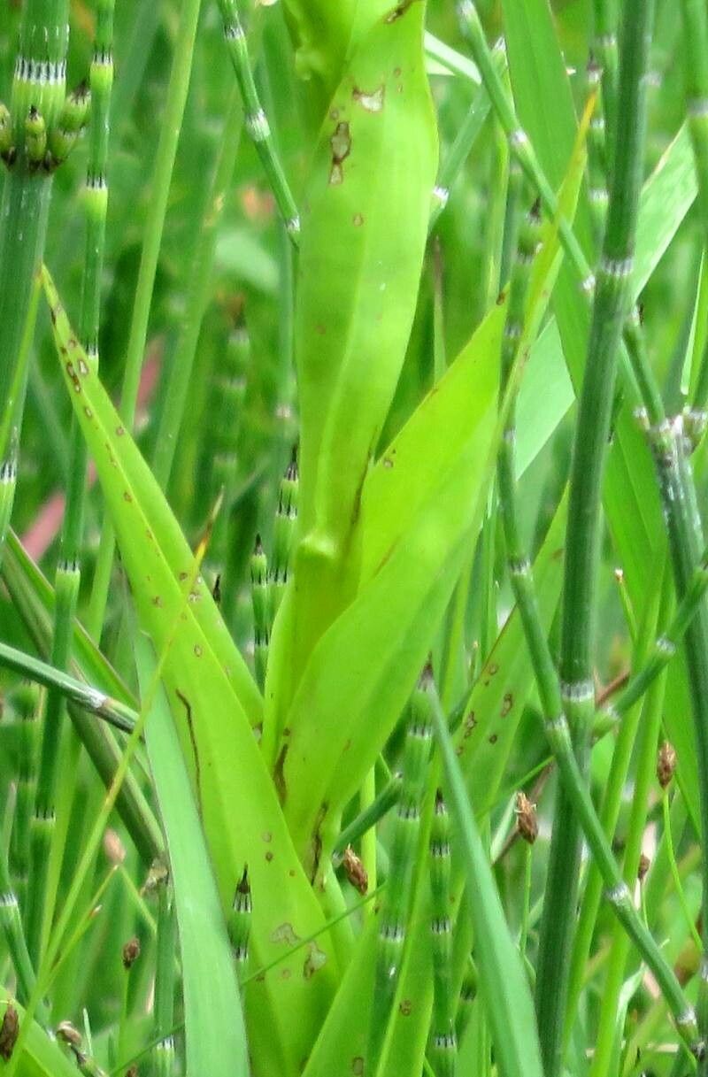 Habenaria gourlieana — houseplant care guide