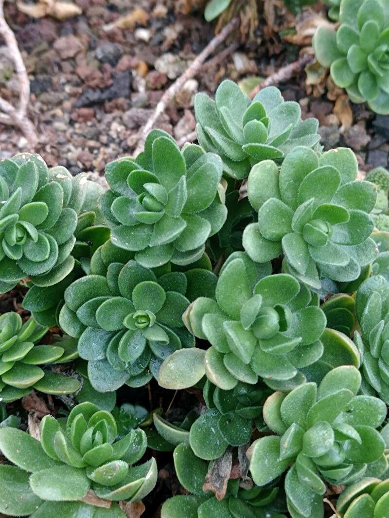 Aeonium saundersii habit