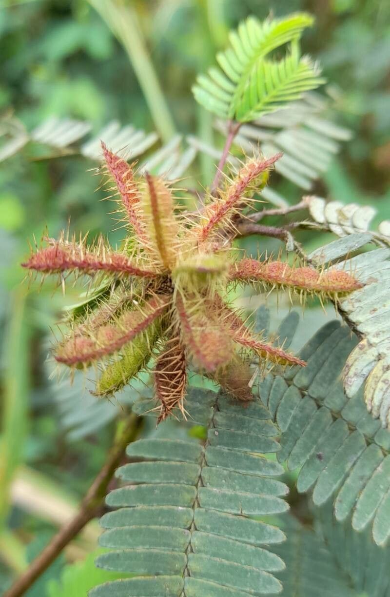 Mimosa Polycarpa fruit