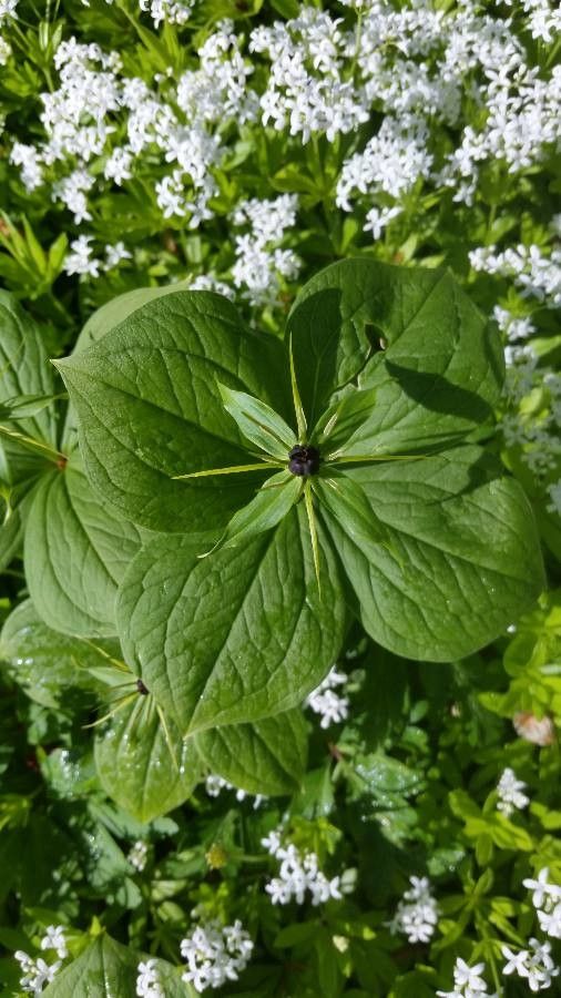 Paris quadrifolia flower