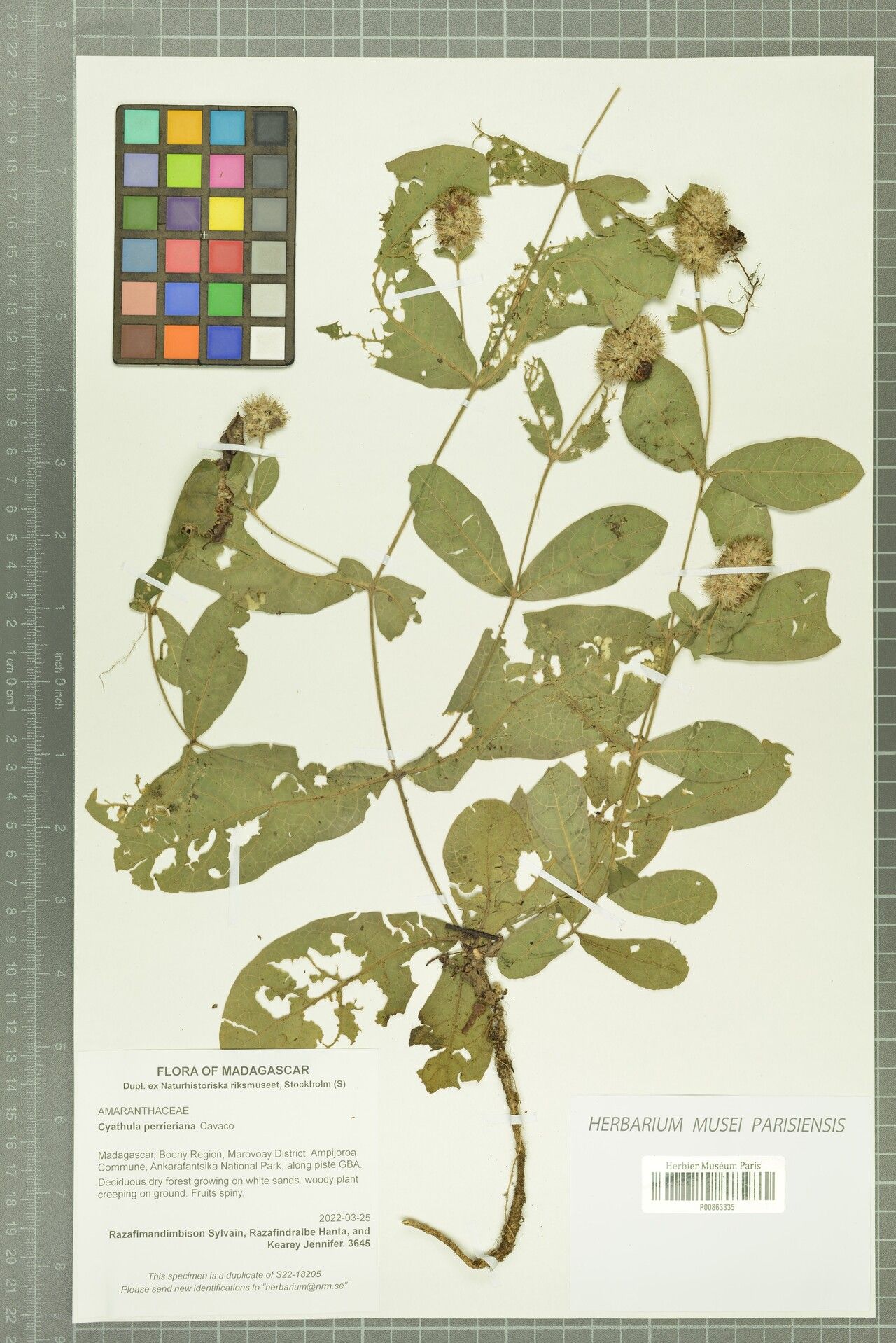 Cyathula perrieriana — houseplant care guide