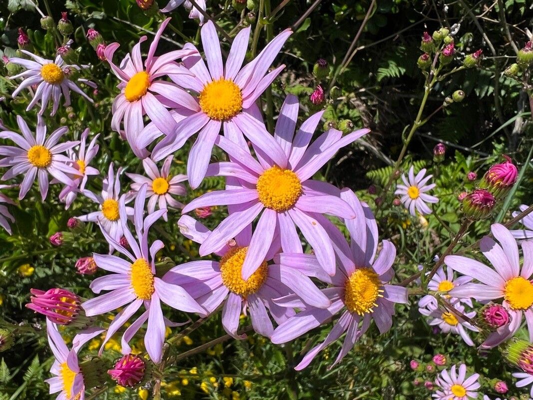 Senecio glastifolius flower