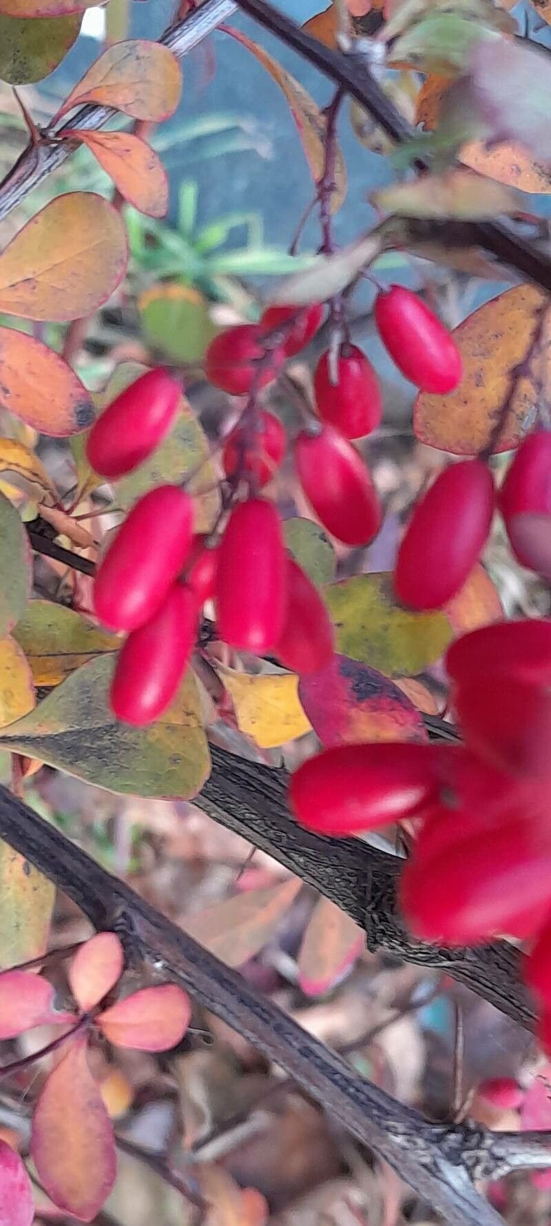 Berberis x ottawensis fruit