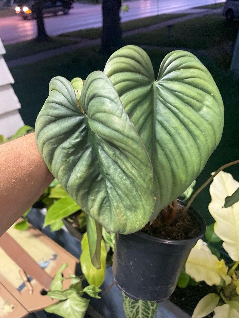 Philodendron colombianum leaf