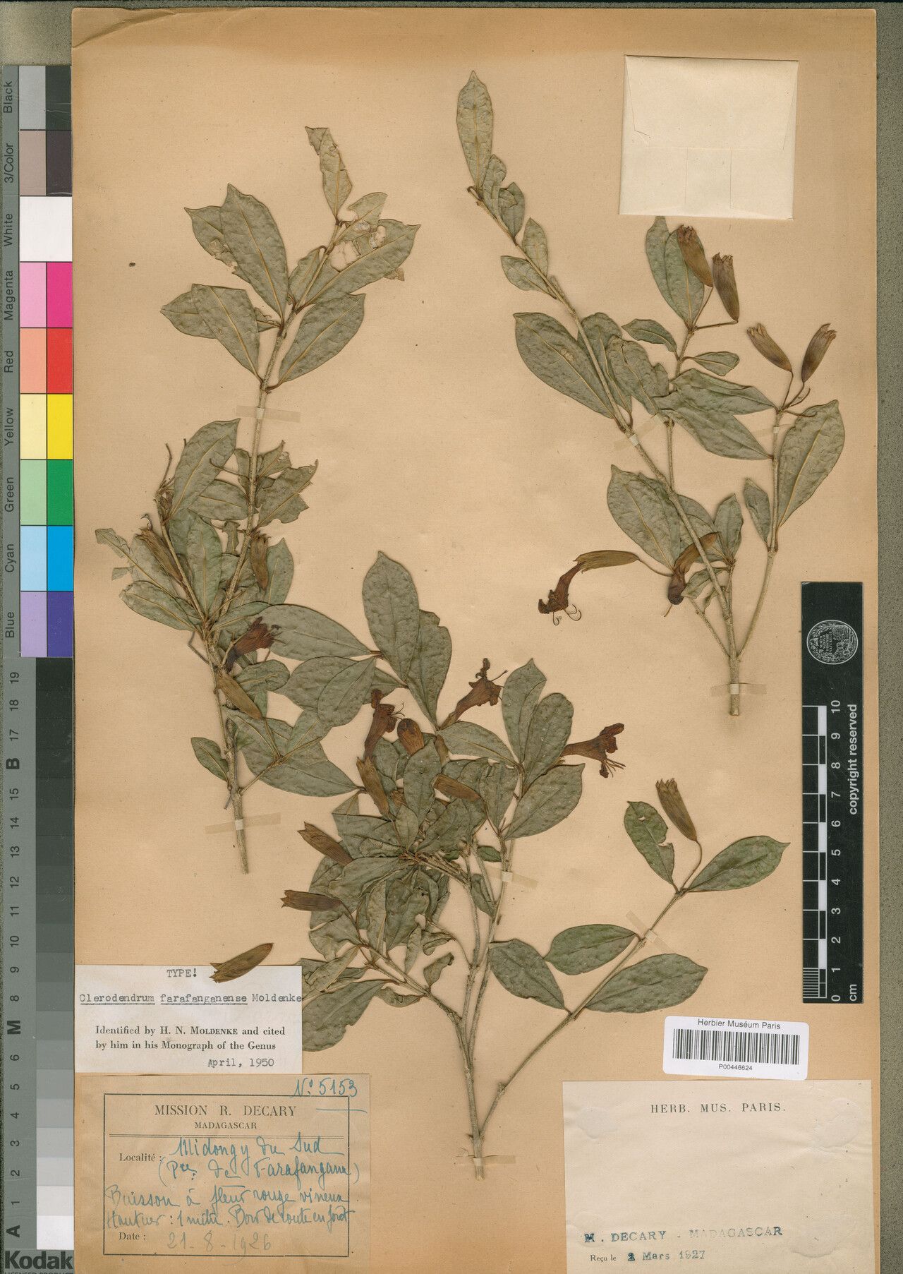 Clerodendrum farafanganense — houseplant care guide