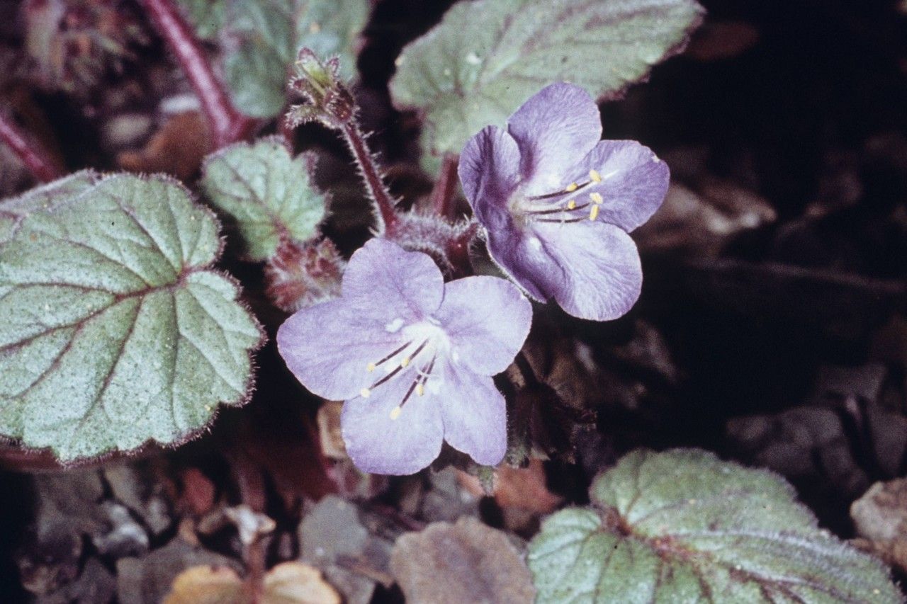 Phacelia longipes habit