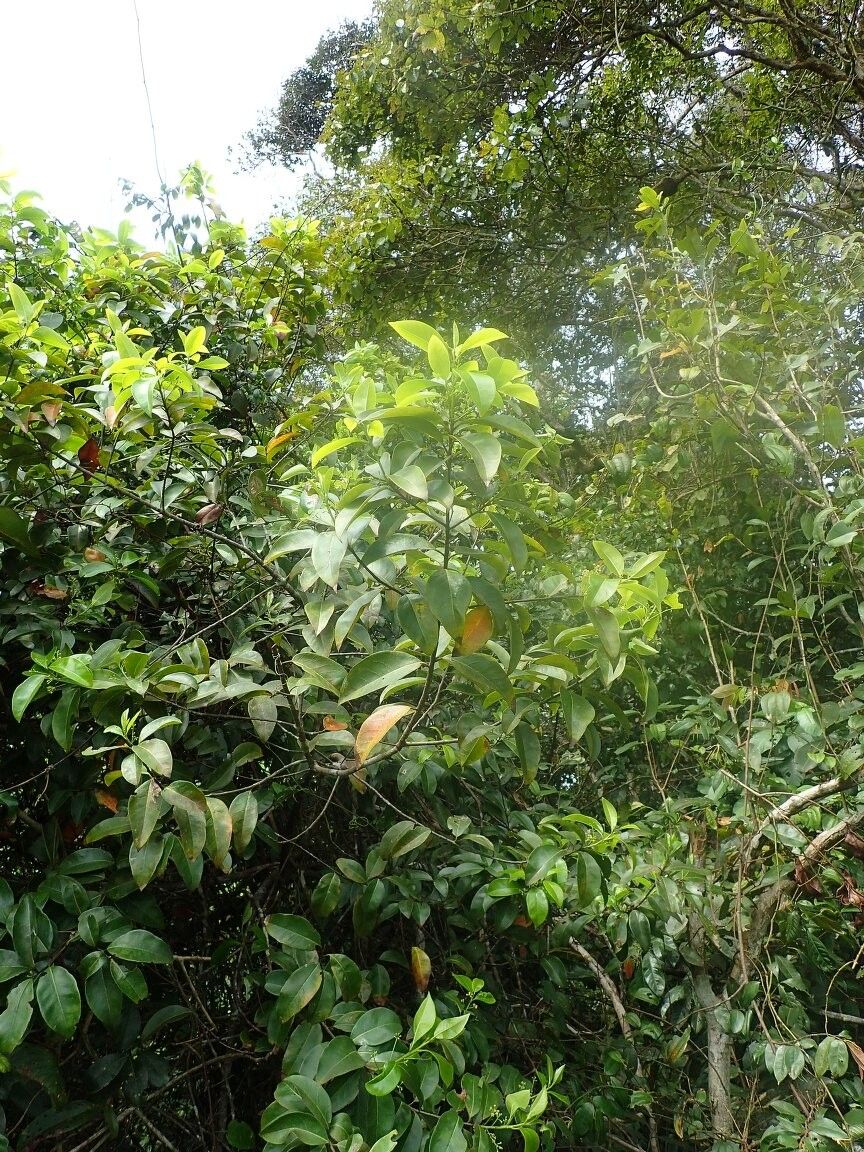 Ocotea gabonensis — houseplant care guide