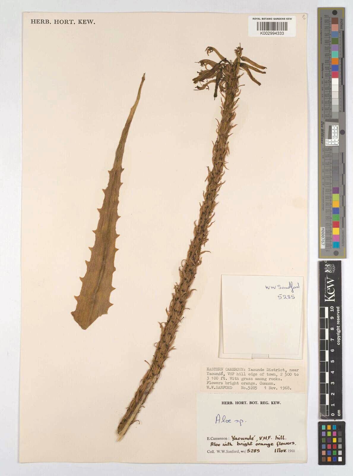 Aloe seretii — houseplant care guide