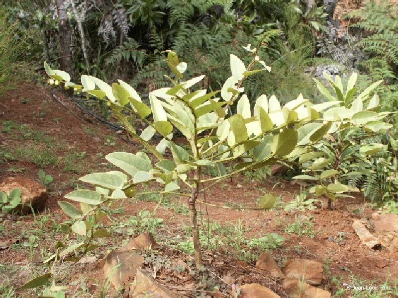 Phyllanthus guillauminii habit