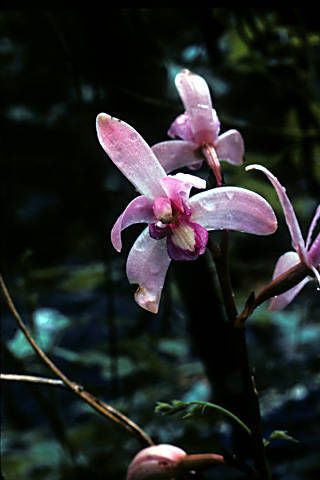 Bletia mexicana — related species from the same genus