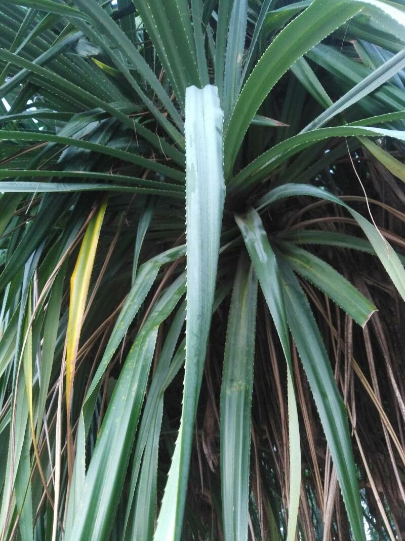 Pandanus krauelianus leaf