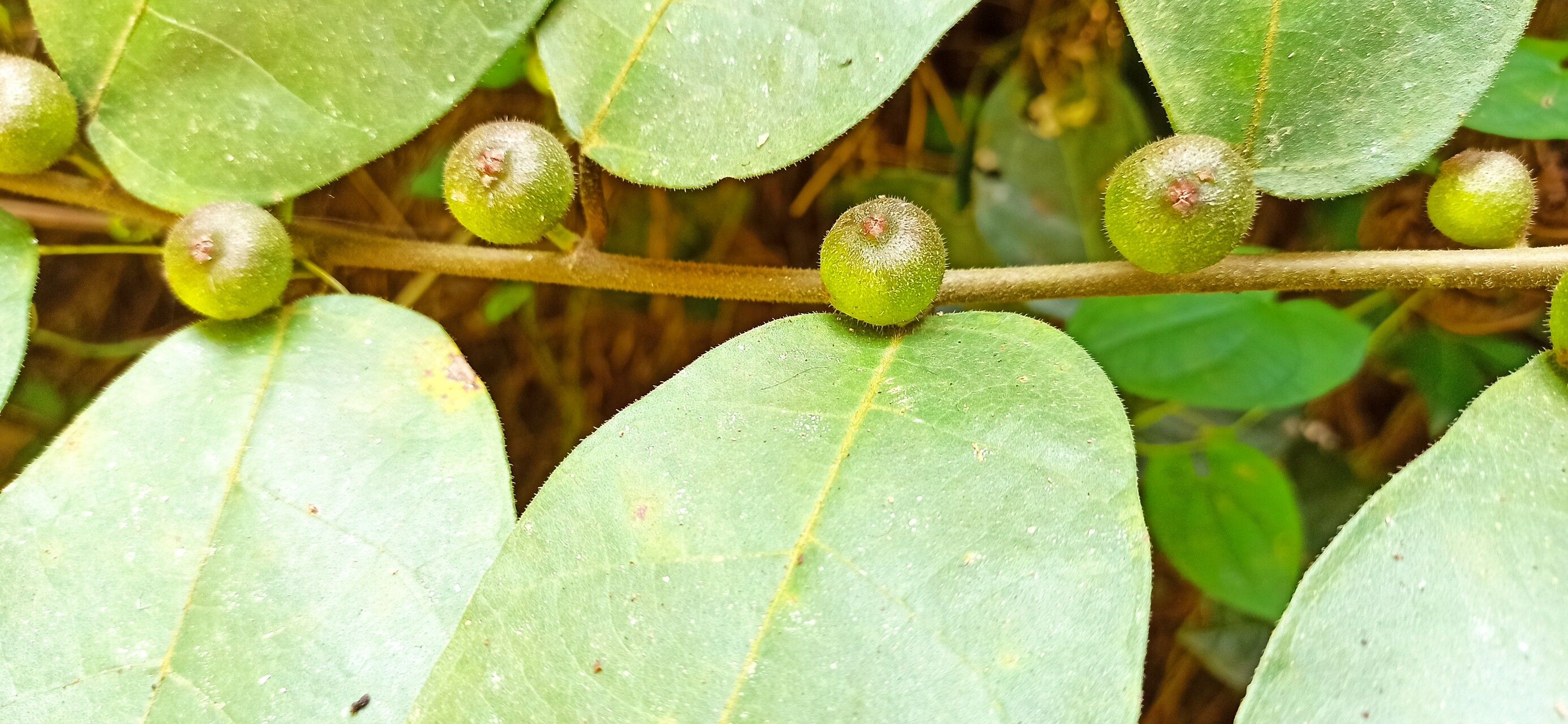Ficus asperifolia fruit