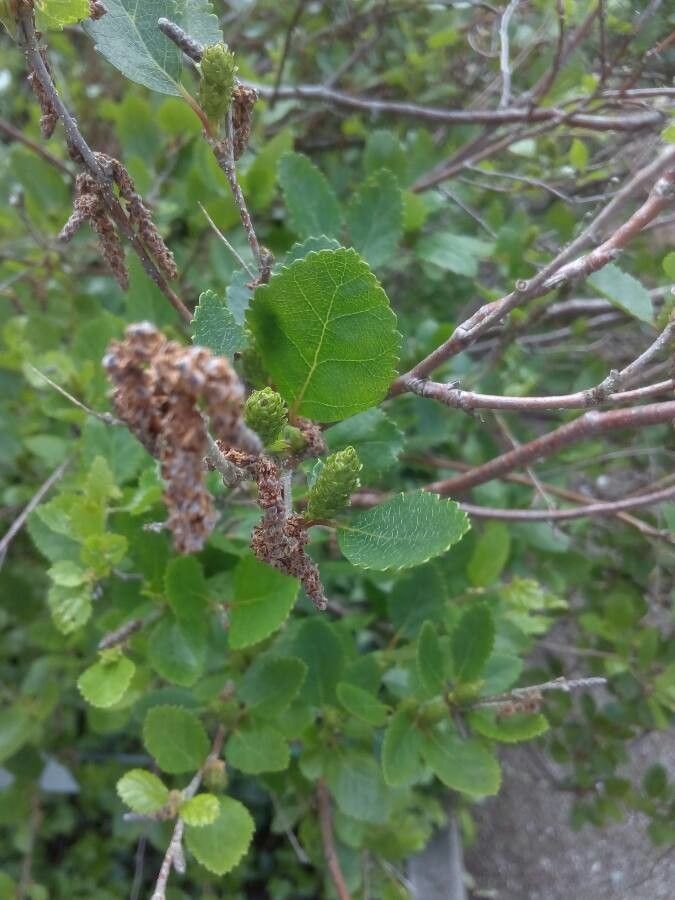 Betula humilis flower