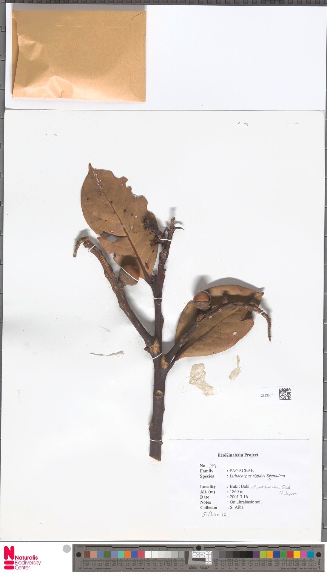 Lithocarpus rigidus — houseplant care guide