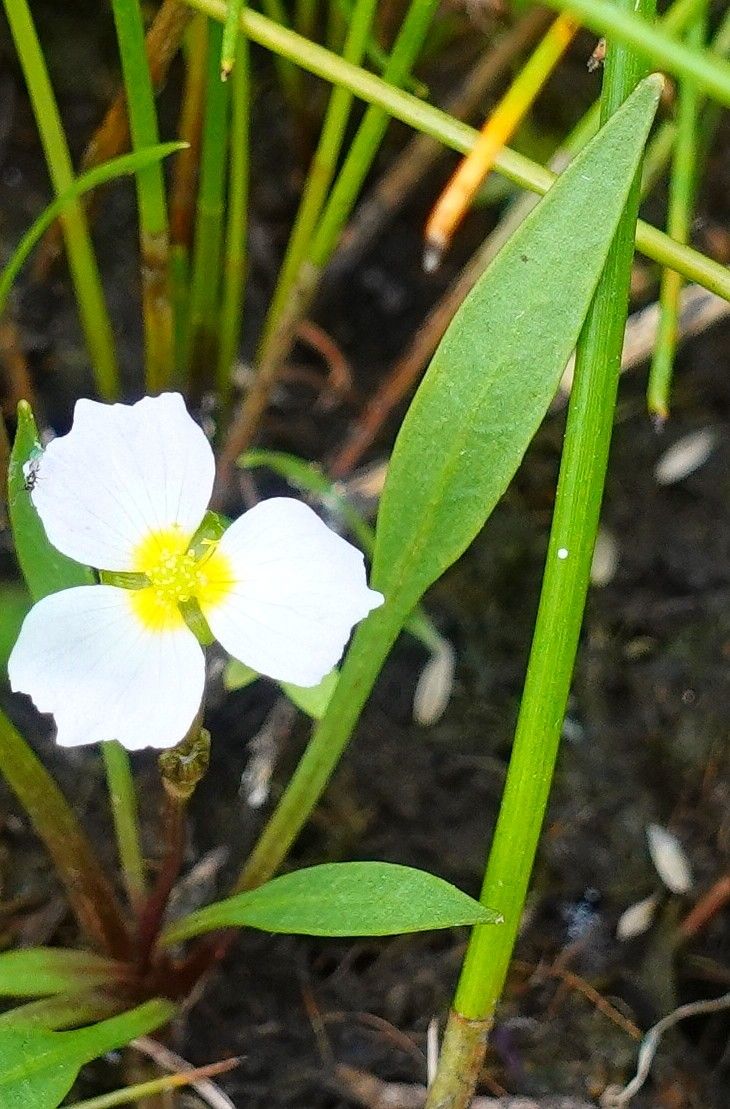 Baldellia ranunculoides — search result for 'Alisma'