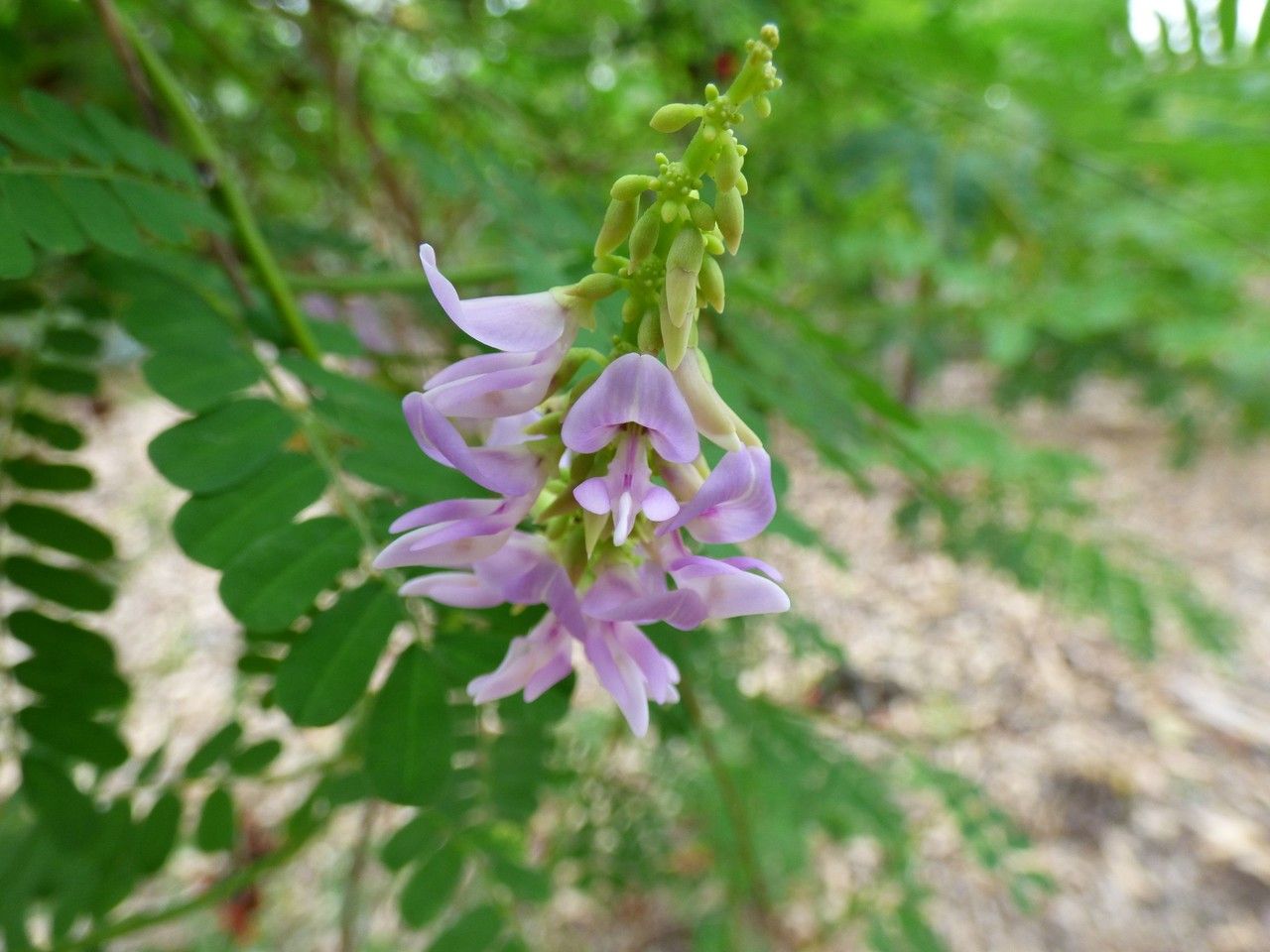 Abrus precatorius flower