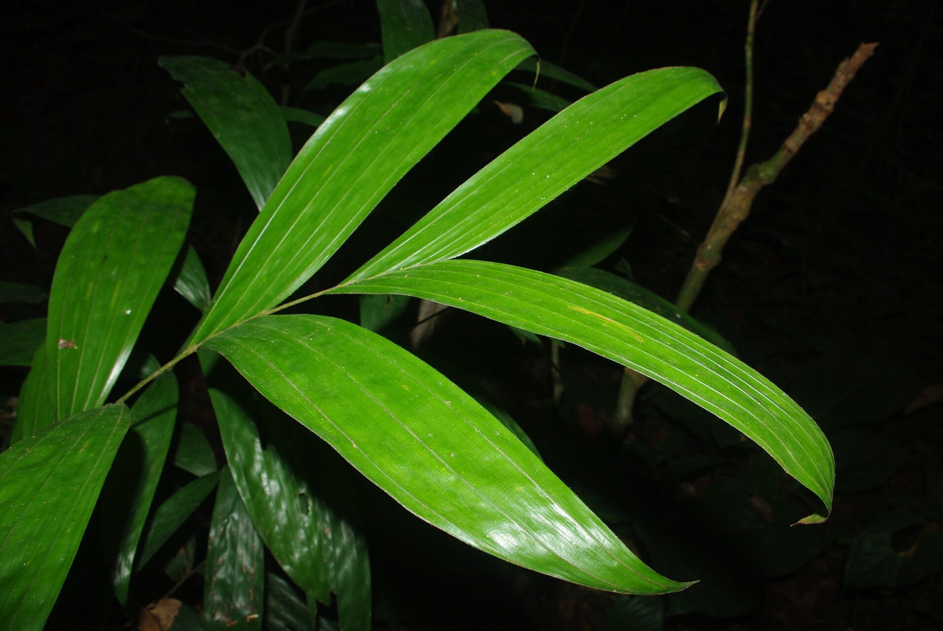 Laccosperma opacum — houseplant care guide