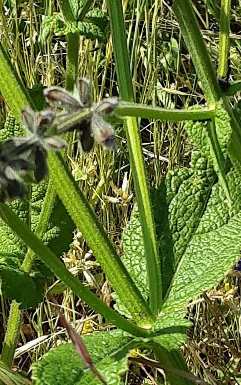 Silene dichotoma bark