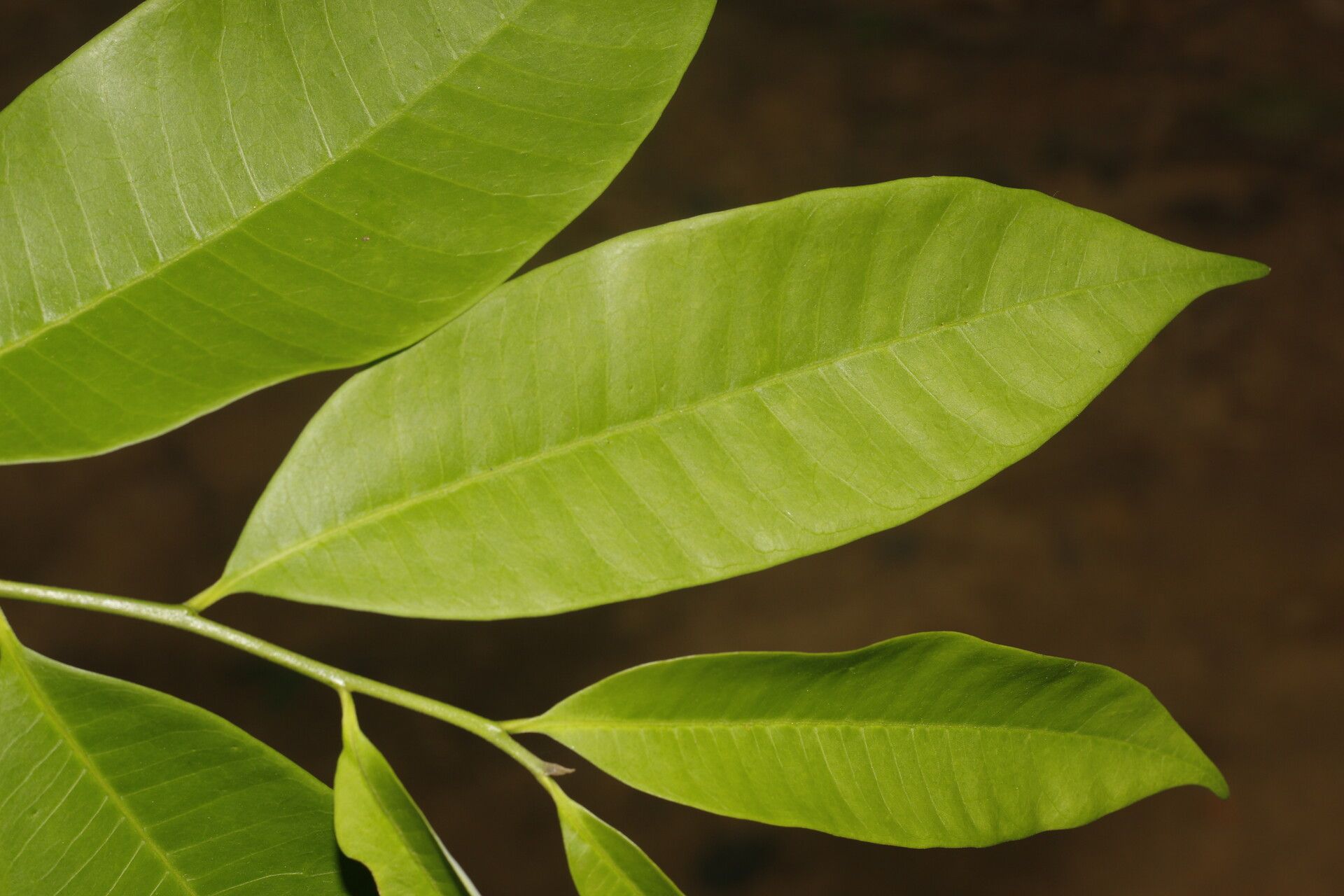 Aspidosperma megalocarpon — search result for 'Belize'