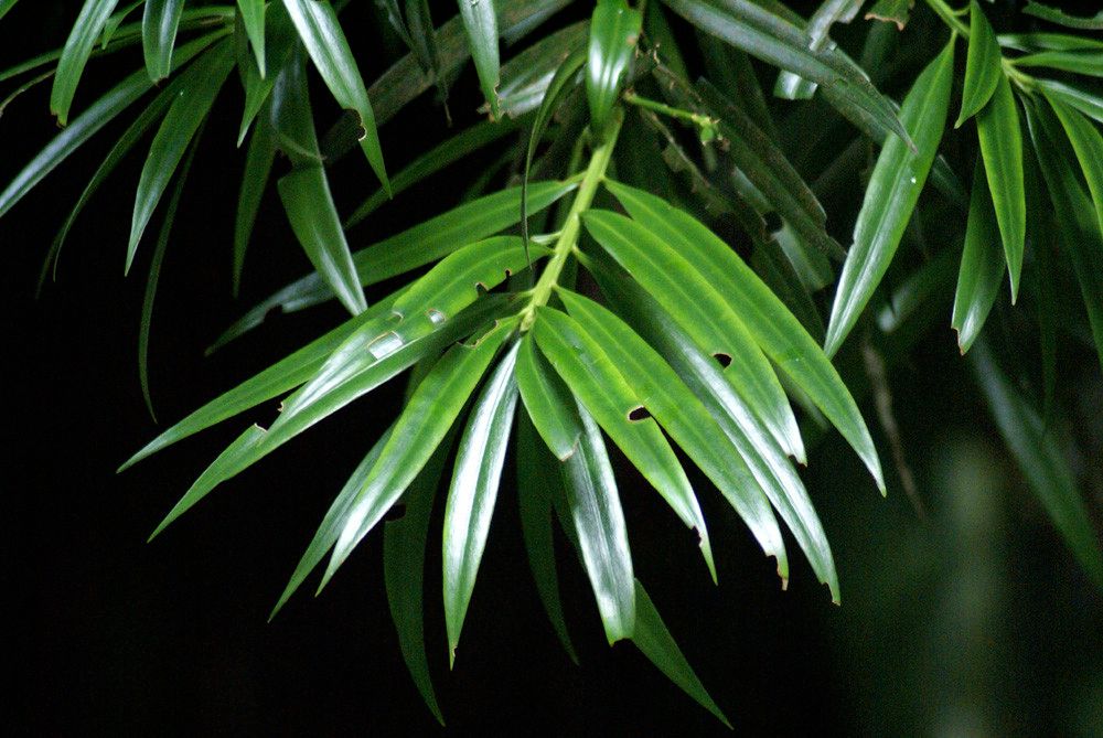 Podocarpus coriaceus leaf