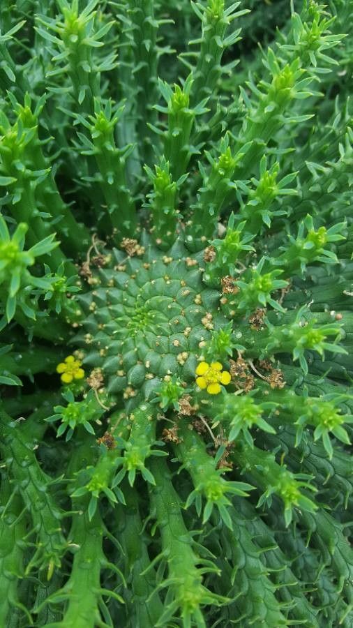 Euphorbia flanaganii flower