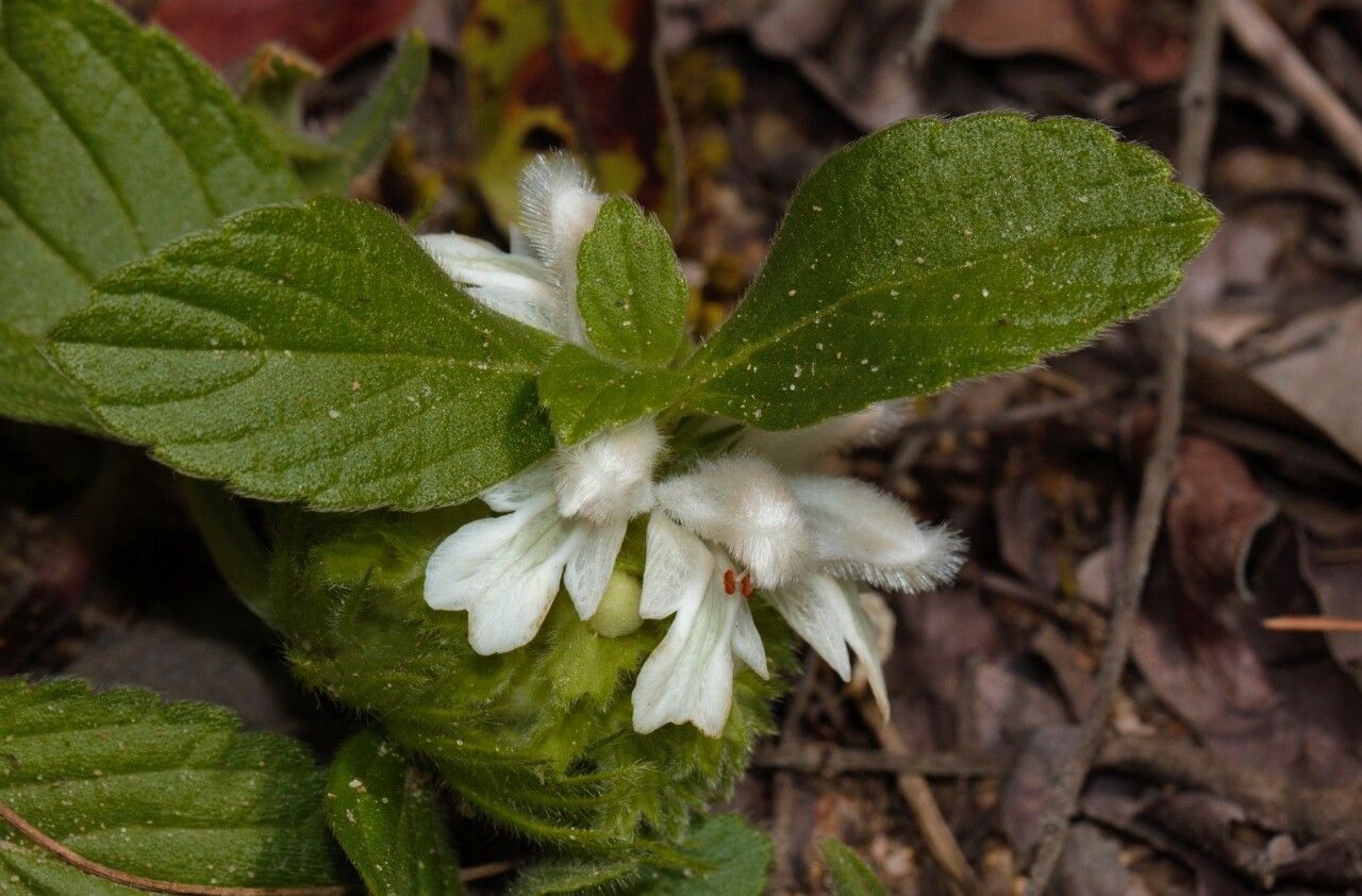 Leucas nyassae flower