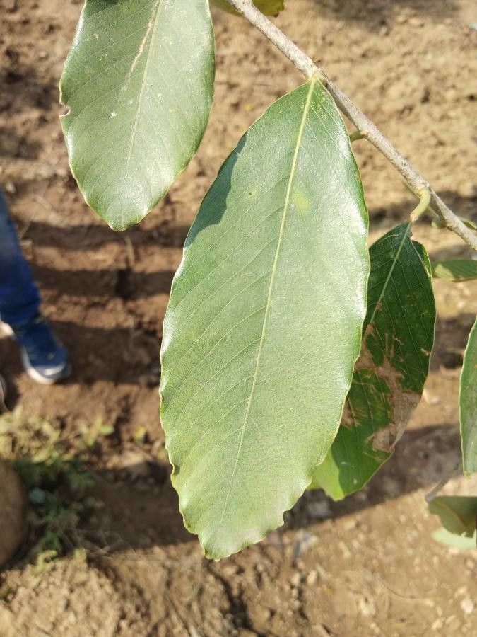 Diospyros chloroxylon — houseplant care guide