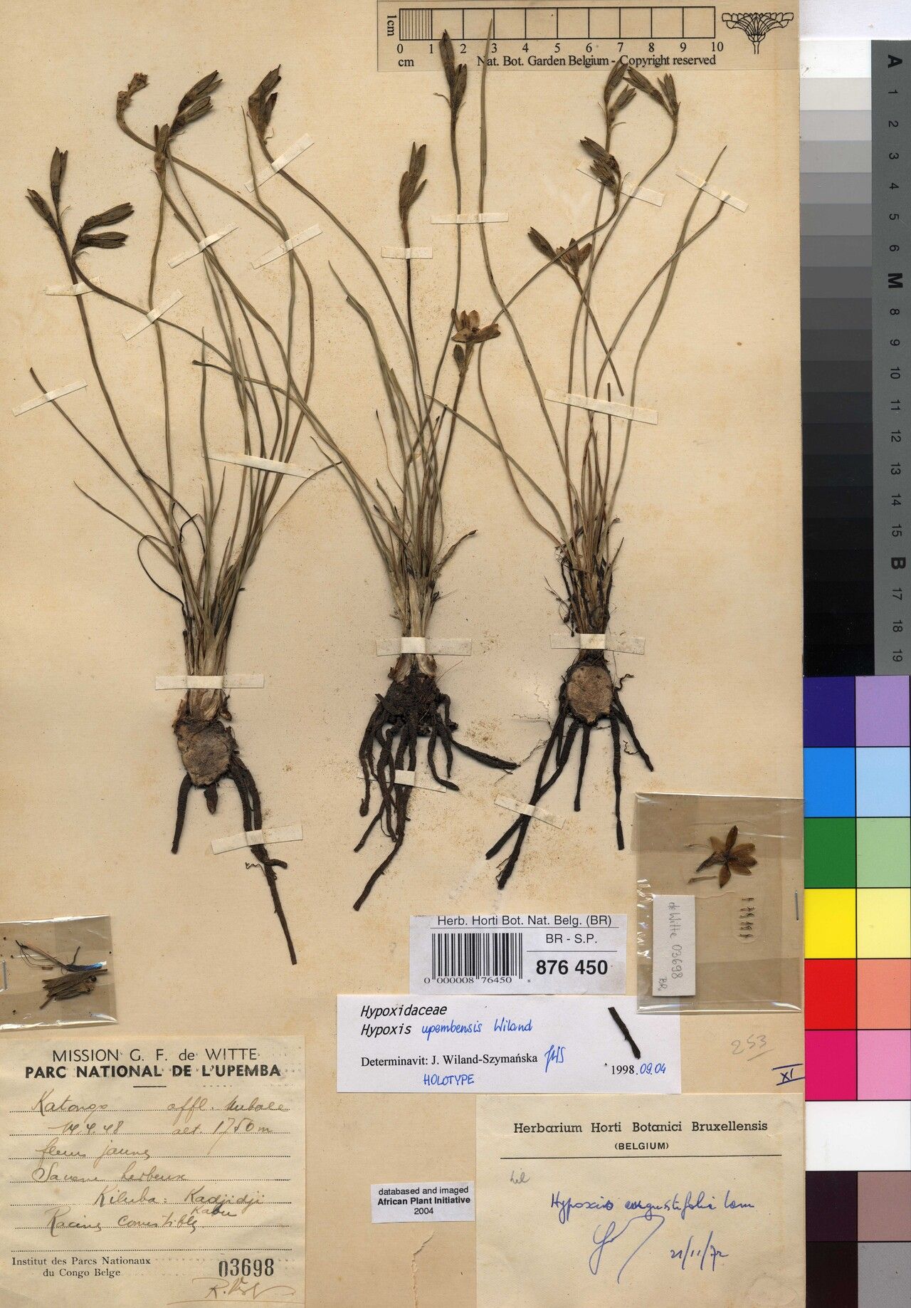 Hypoxis upembensis — search result for 'Hypoxis'