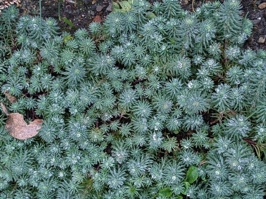 Sedum forsterianum — difficulty difficulty houseplant