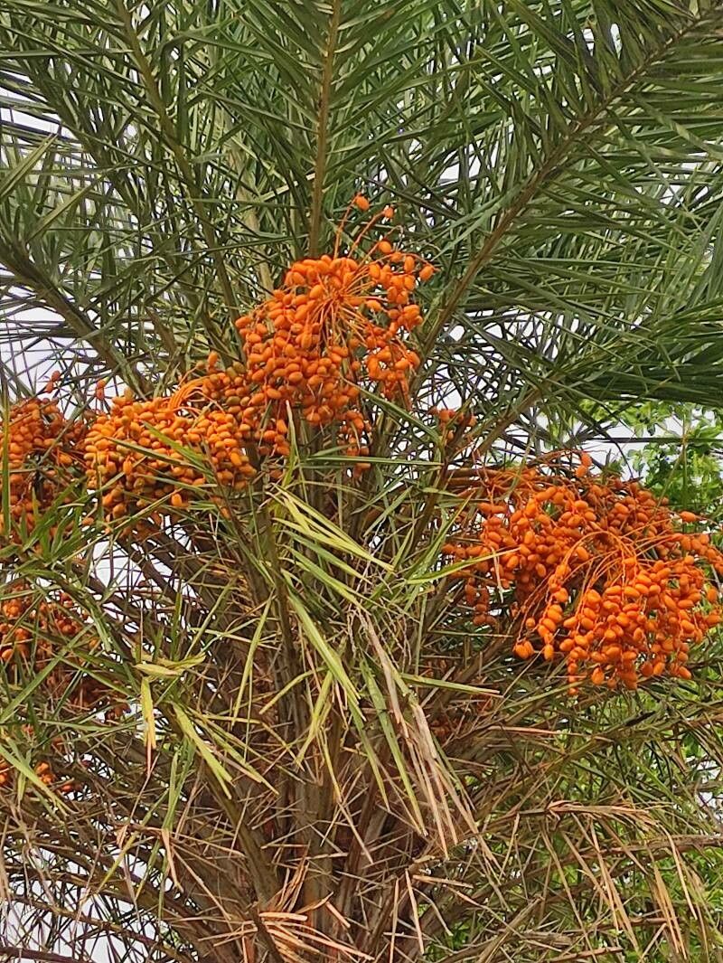 Phoenix sylvestris fruit