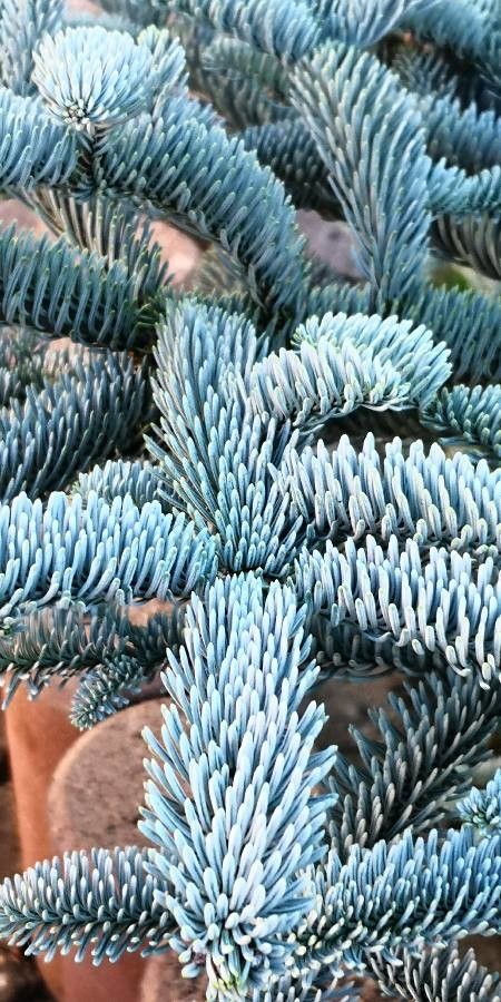 Abies procera leaf
