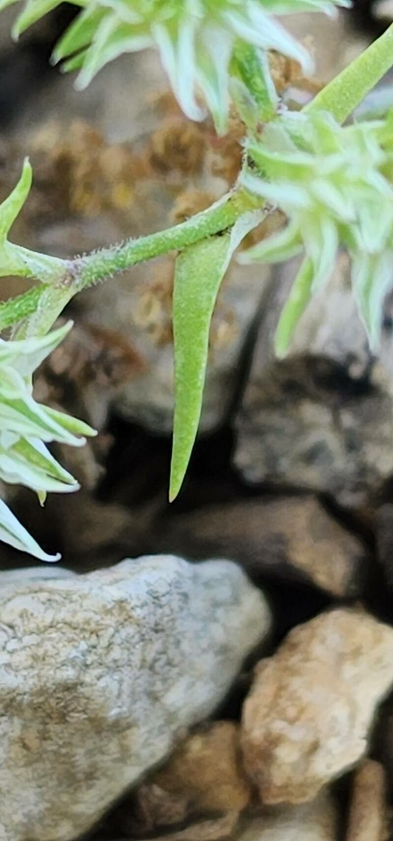 Scleranthus orientalis leaf