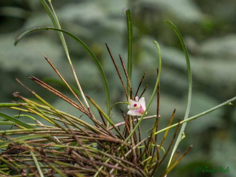Polystachya aconitiflora habit