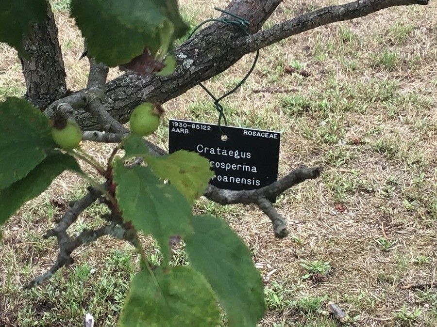 Crataegus macrosperma bark