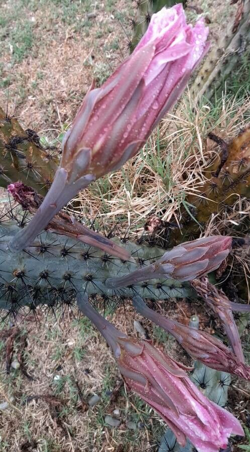 Cereus aethiops flower