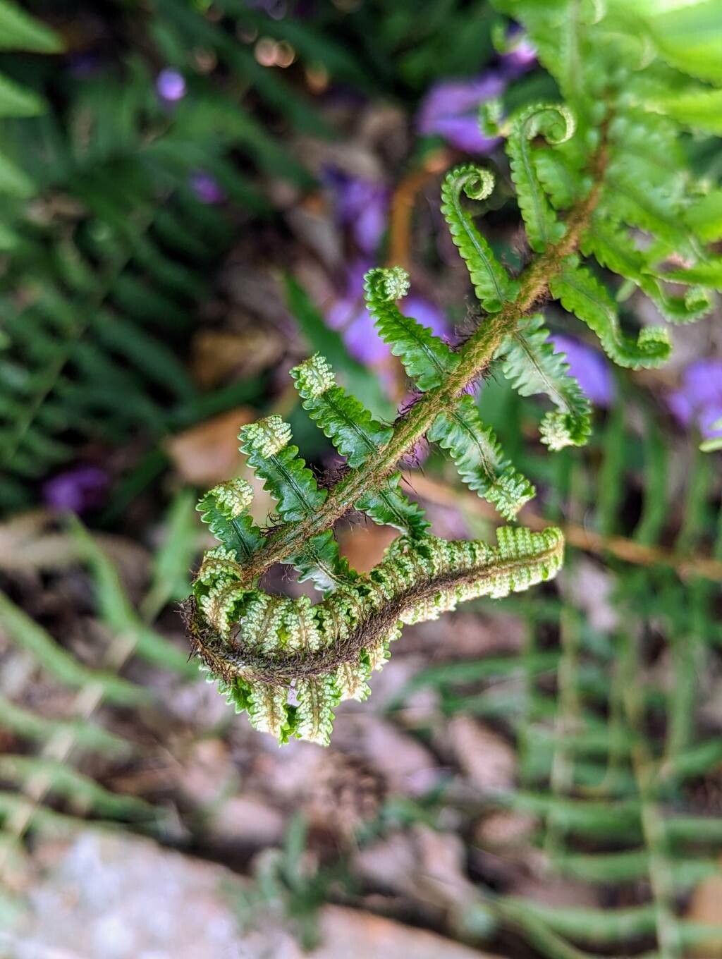 Dryopteris atrata other