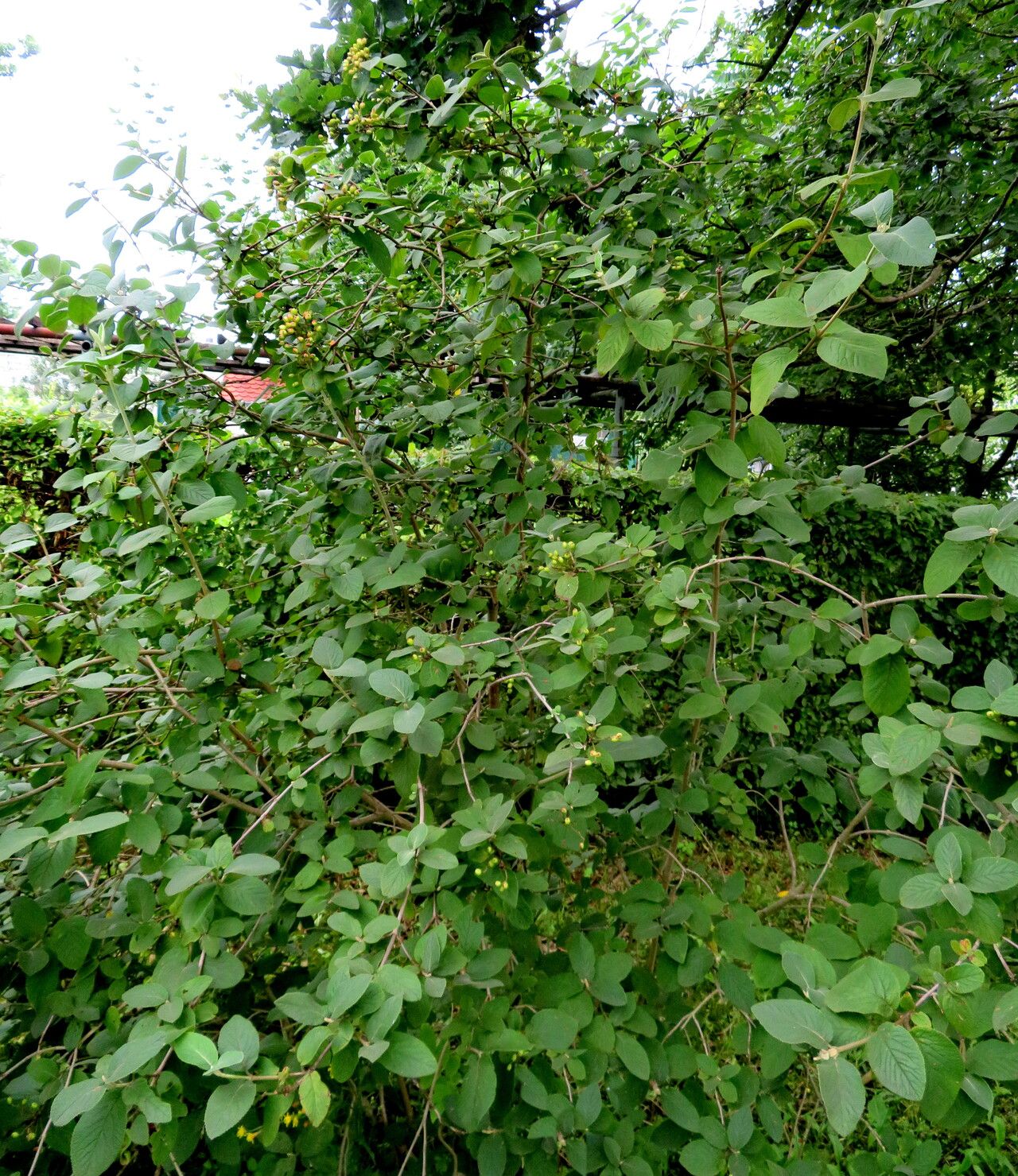 Viburnum schensianum habit