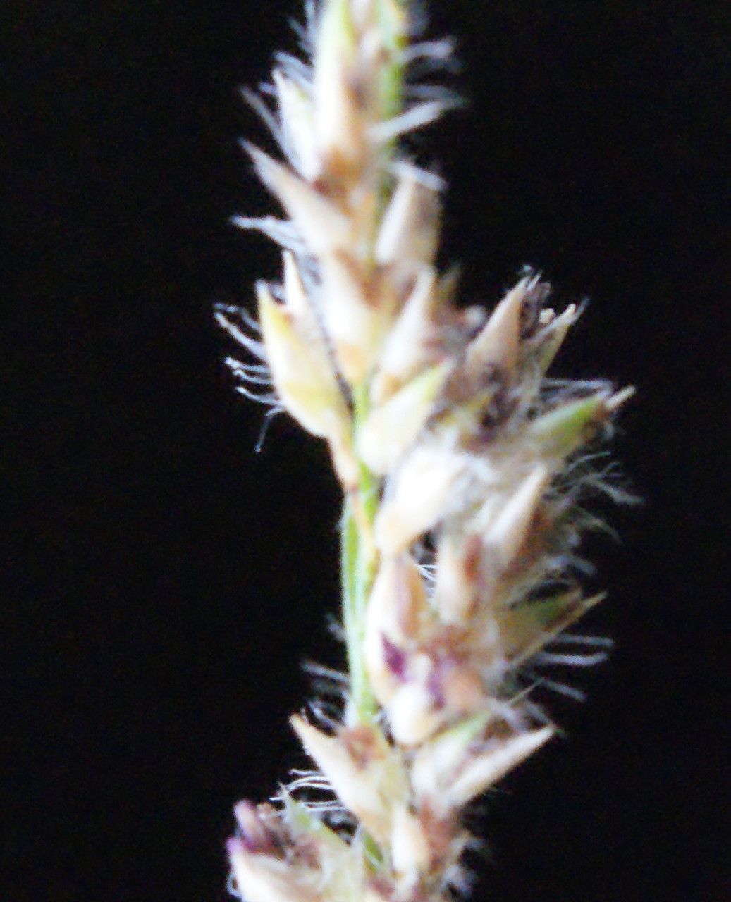 Sorghum arundinaceum flower