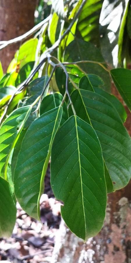 Calophyllum polyanthum leaf