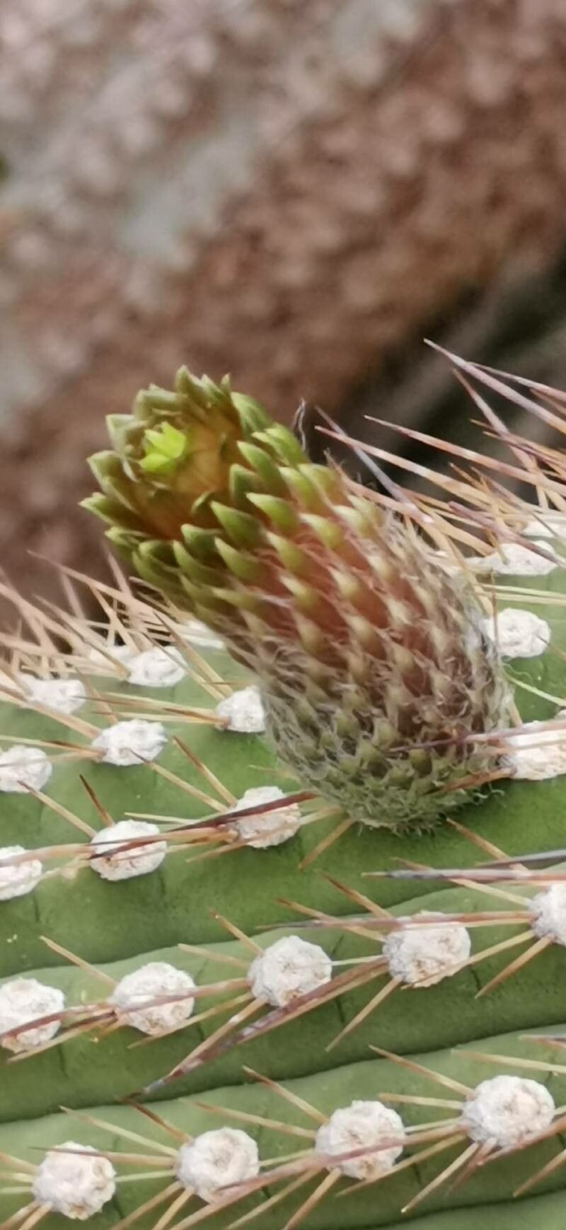Cleistocactus micropetalus other
