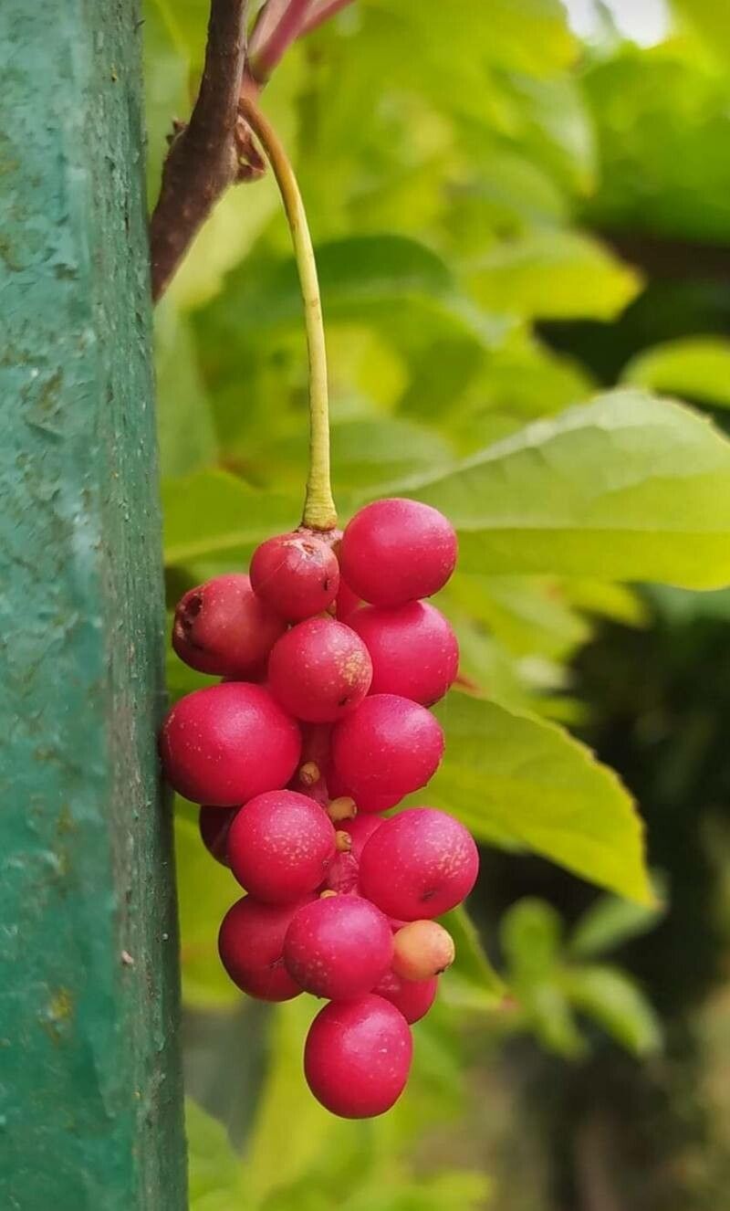 Schisandra chinensis fruit