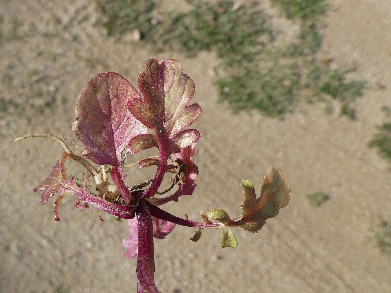 Centranthus calcitrapae — related species from the same genus