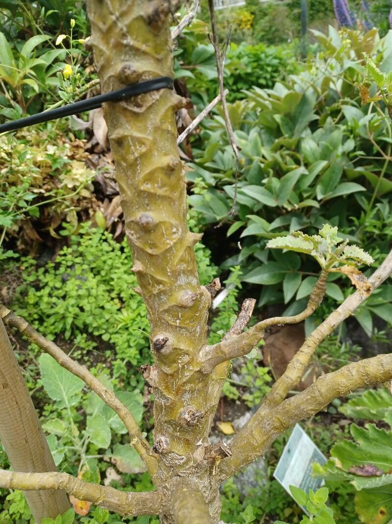 Euphorbia veneris bark