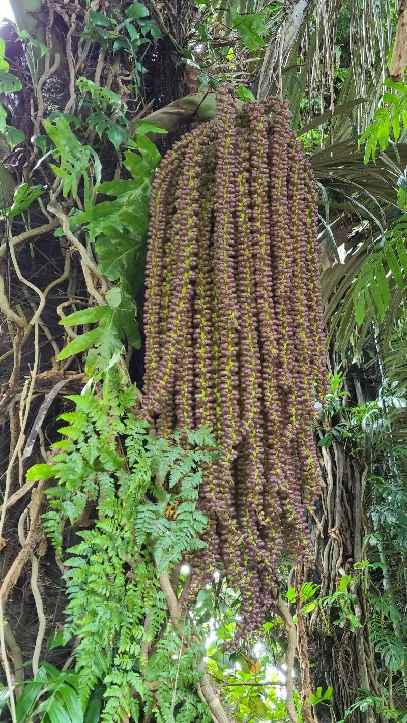 Arenga pinnata flower