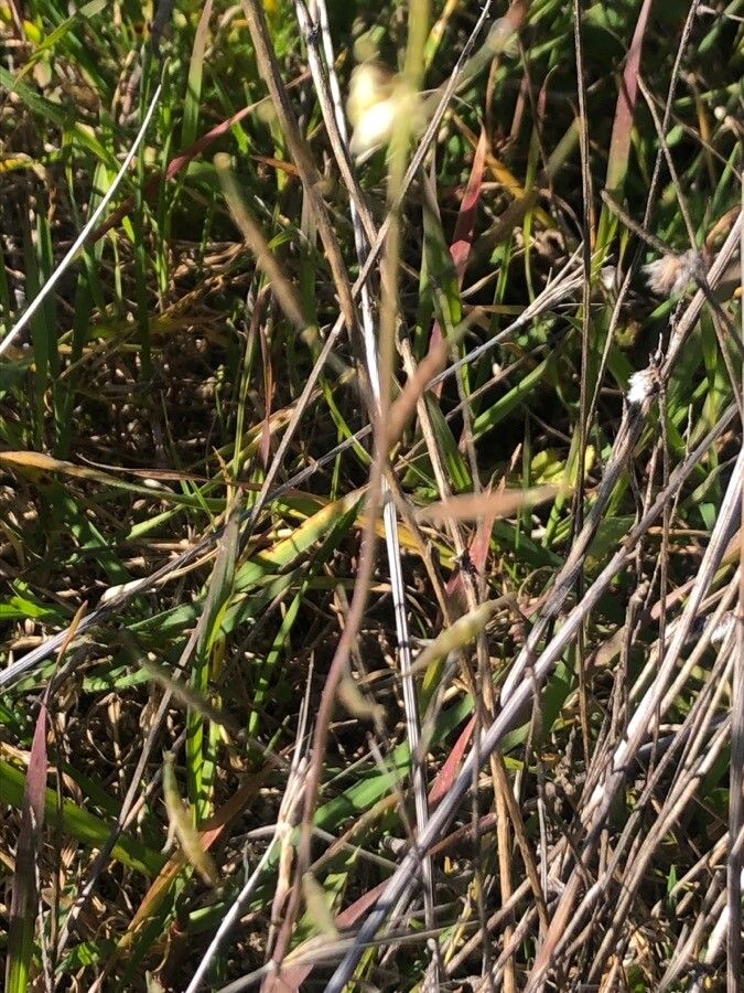 Diplotaxis muralis fruit